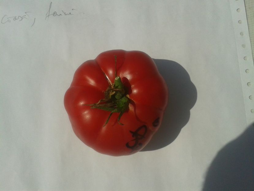  - Colectare seminte 17 august 2016