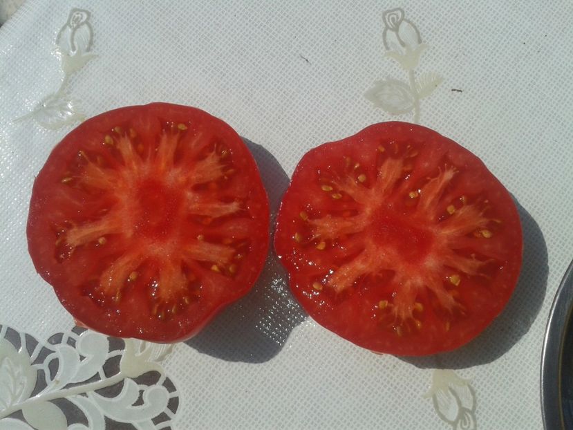  - Colectare seminte 17 august 2016