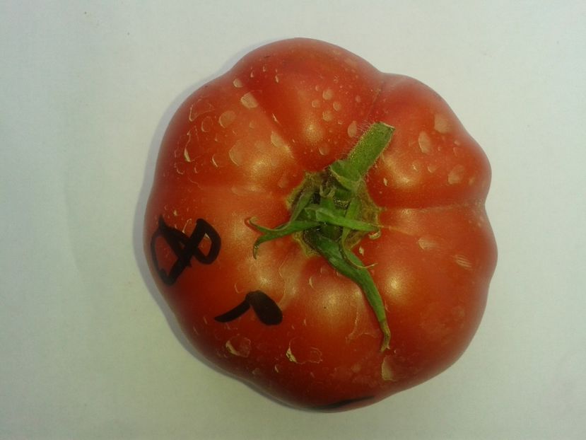  - Colectare seminte 17 august 2016