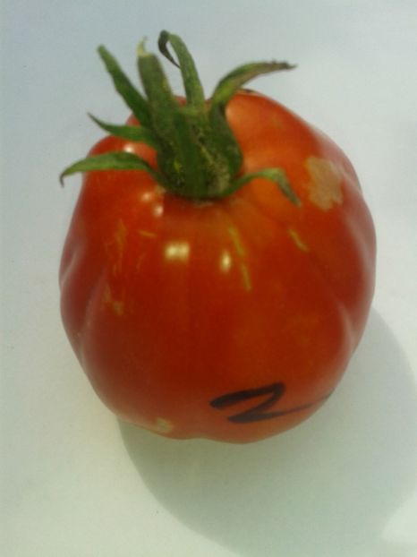  - Colectare seminte 17 august 2016