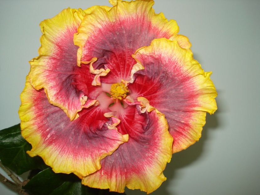  - Hibiscus Night Runner