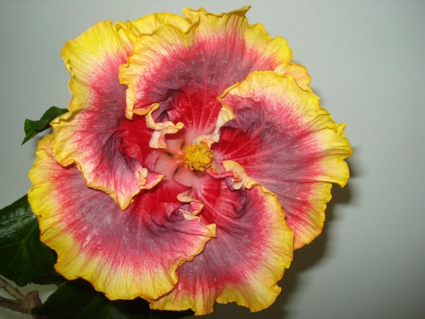  - Hibiscus Night Runner