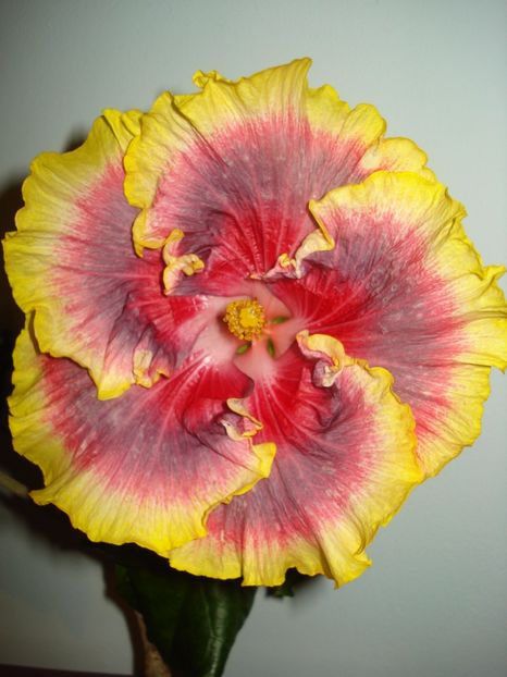  - Hibiscus Night Runner