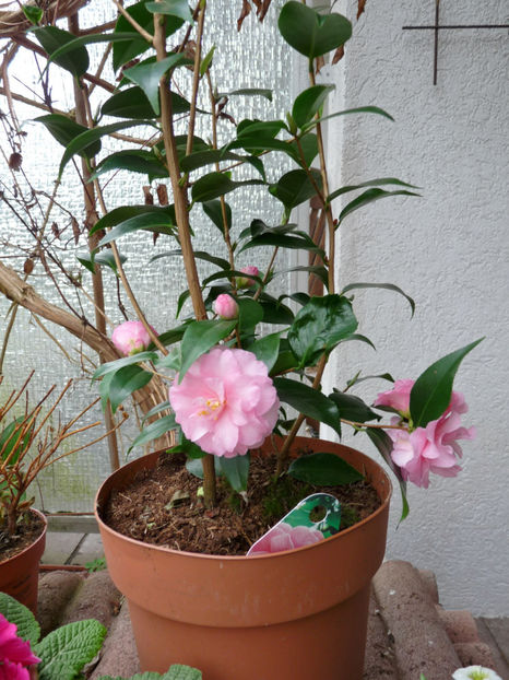 Camelia japonica - Camelii