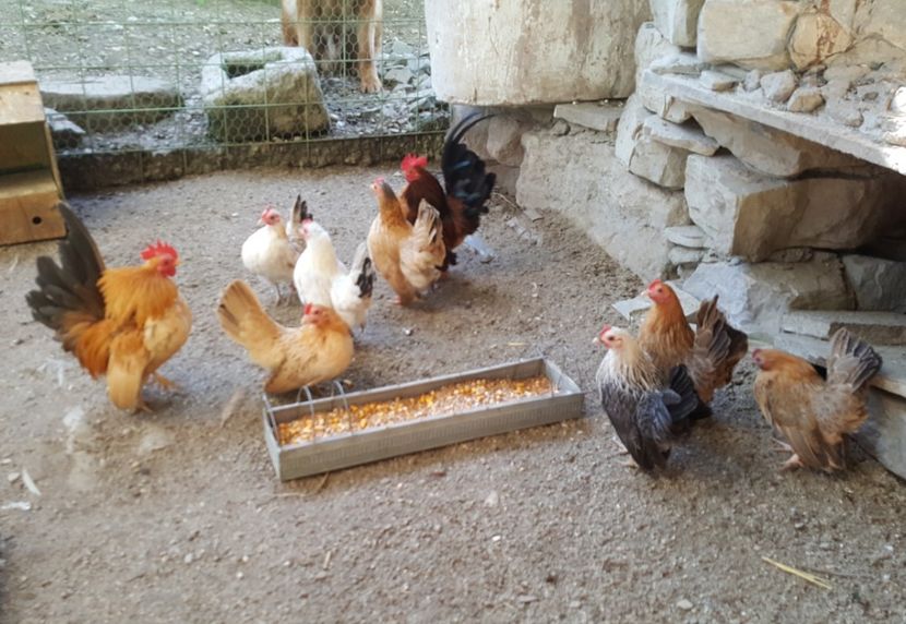 2017-03-21 14.46.21 (2) - 1--serama