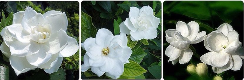 Gardenia Jasminoides sau Cape Jasmine - ACASA-De vinzare-Flori-Arbusti-Seminte 2017