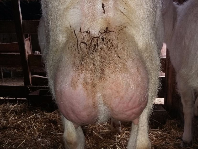  - Capre saanen  2017