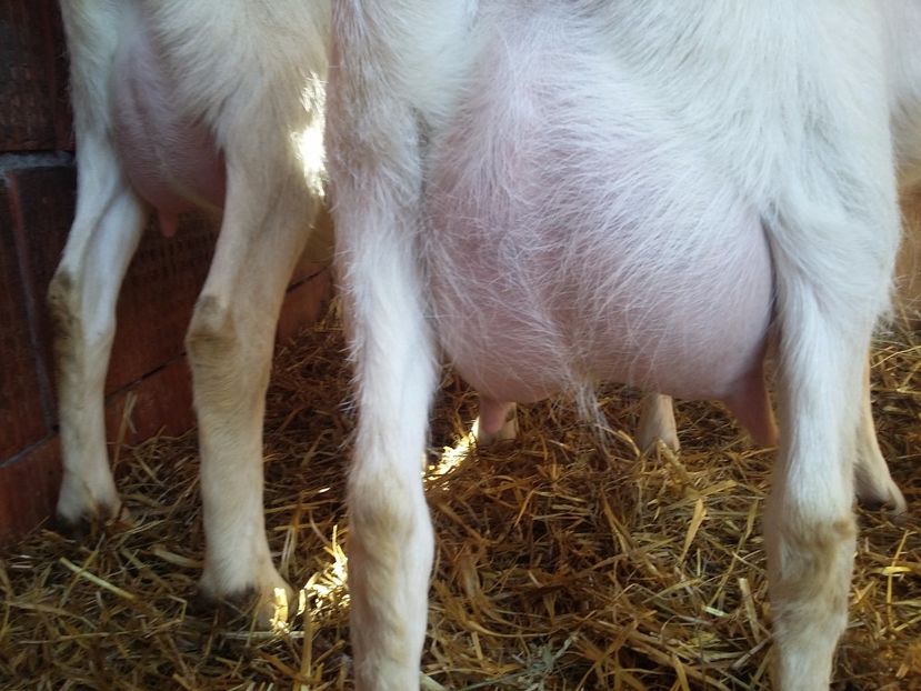  - Capre saanen  2017