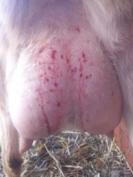  - Capre saanen  2017