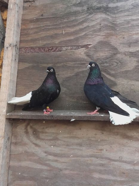  - 6-Negru Codalb Romanesc