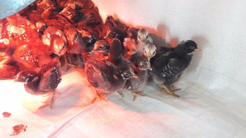  - d Puisori de gaina