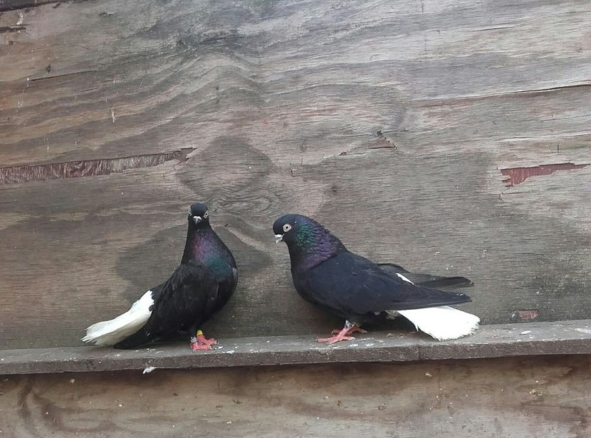 20170321_171928-1 - 6-Negru Codalb Romanesc