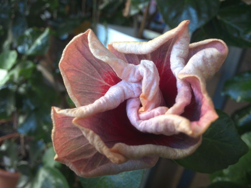 WIN_20170322_092831 - Indian Divine Grace