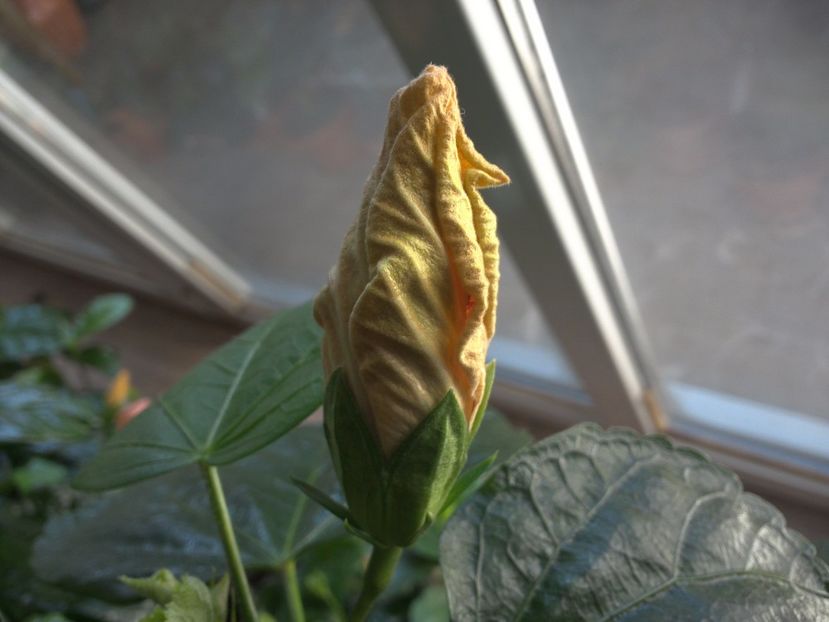 WIN_20170322_100515 - Jolanda Gommer