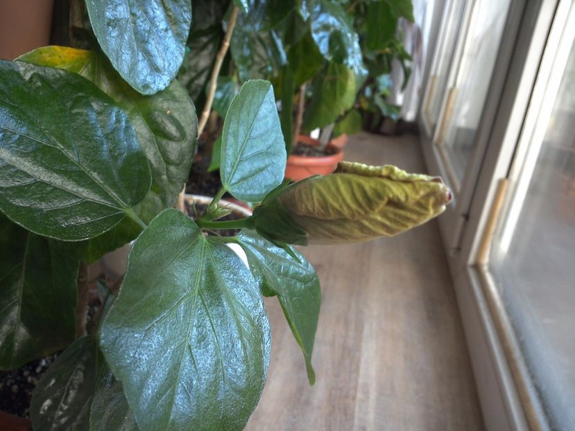 WIN_20170322_101018 - Black Rainbow