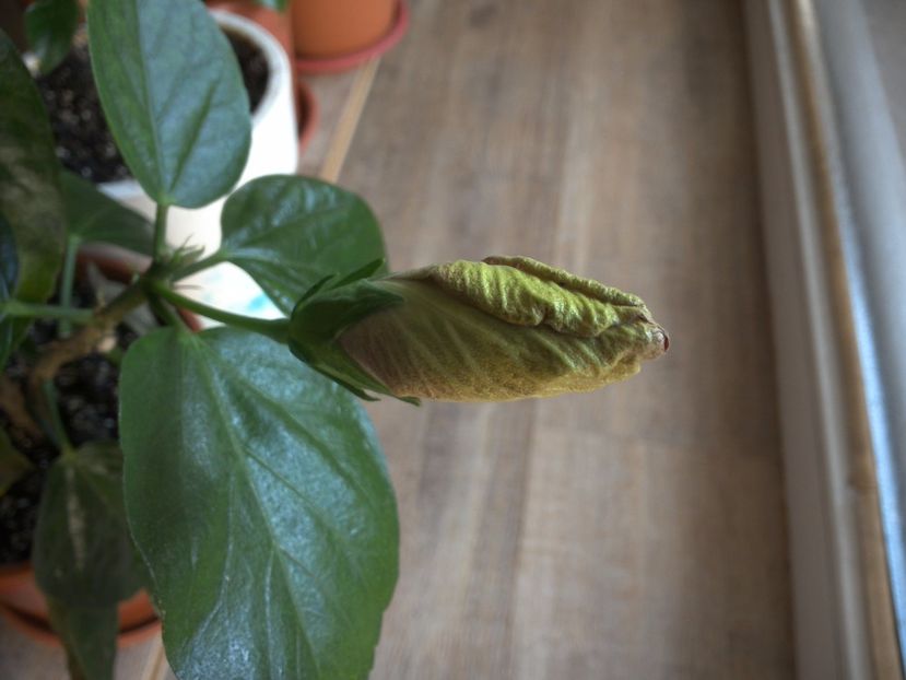 WIN_20170322_101115 - Black Rainbow