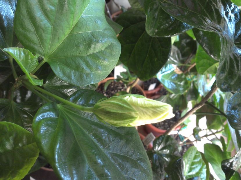 WIN_20170322_101405 - Tahitian Midnight Magic