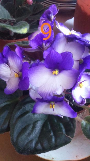  - violete