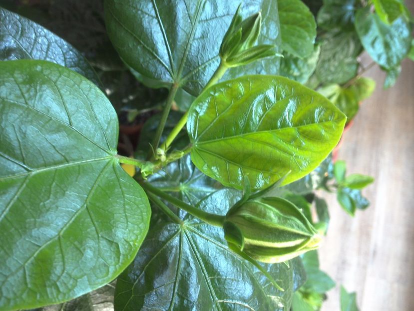 WIN_20170322_103343 - Tahitian Purple Ripple