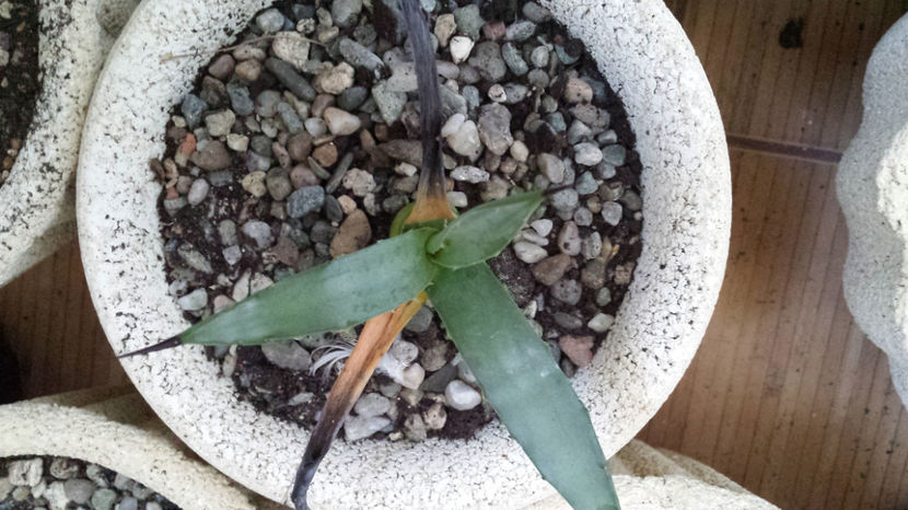 Vandut. Agave Macroacantha 40 - Vandute