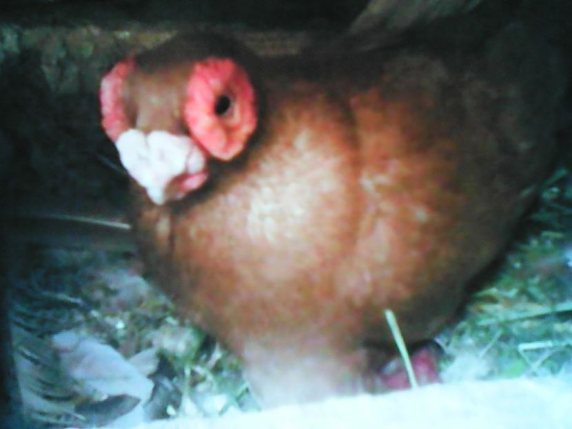  - B E R B E R I  ---    BARBS  PIGEONS