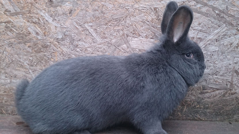  - MASCUL WIENEZ 5 DE VANZARE