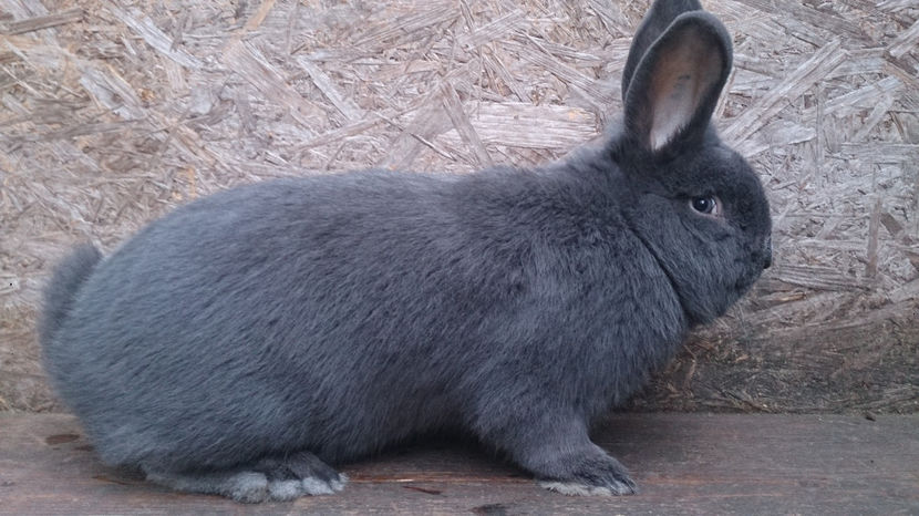  - MASCUL WIENEZ 5 DE VANZARE