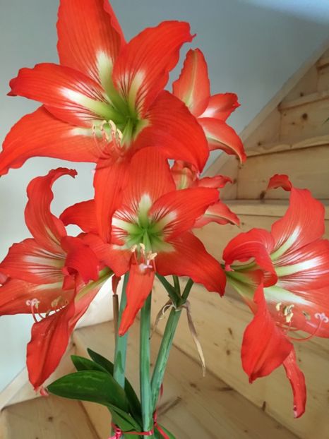 Amarilys - Crini 2016 2023