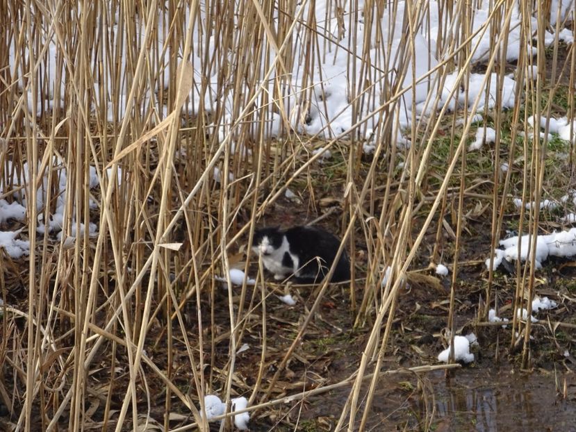  - x Pisicile din Tei