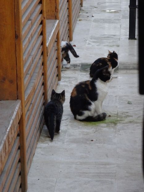  - x Pisicile din Tei