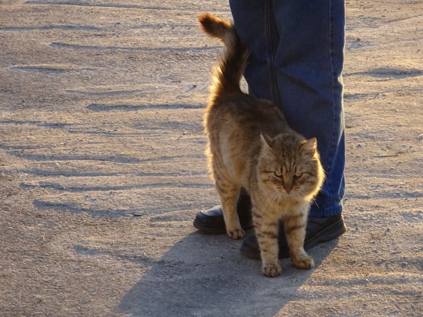  - x Pisicile din Tei