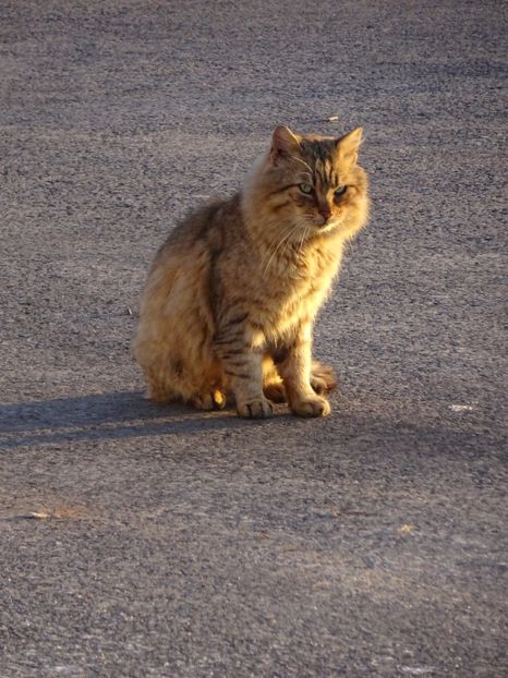  - x Pisicile din Tei