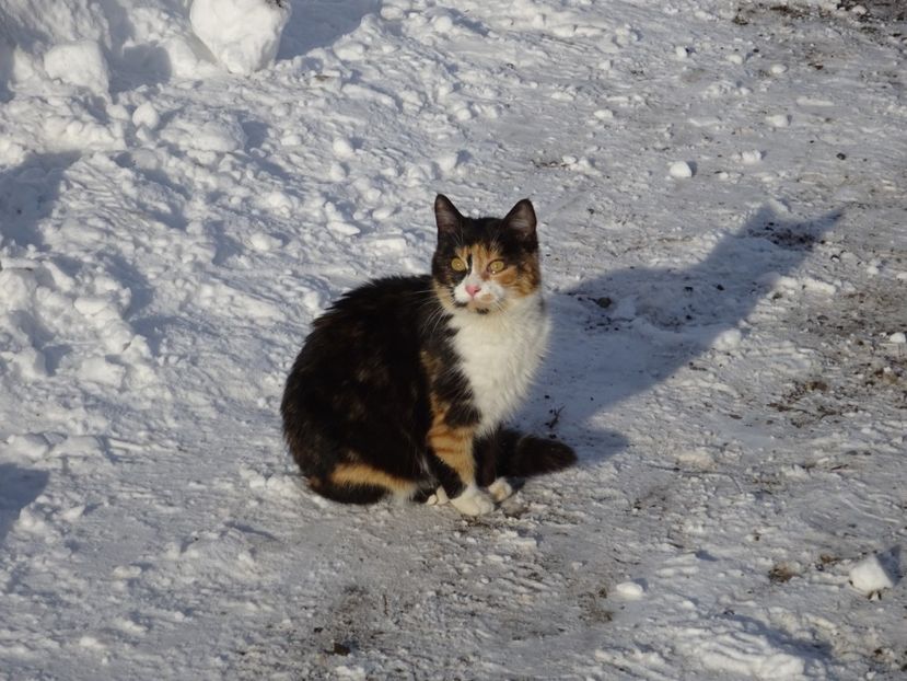  - x Pisicile din Tei