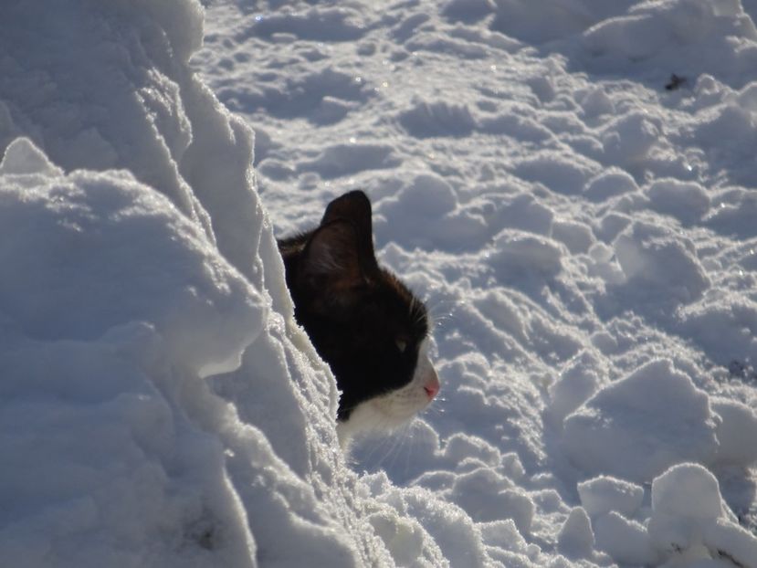  - x Pisicile din Tei