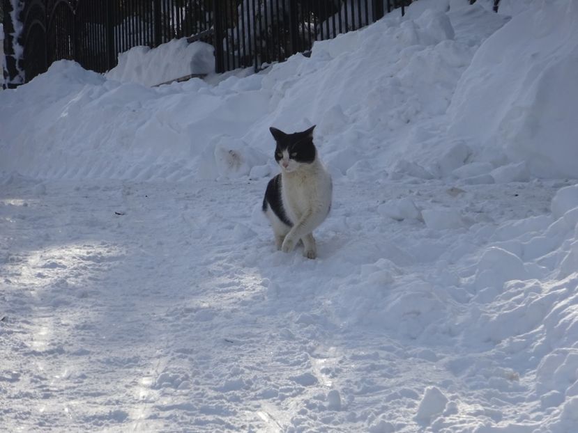  - x Pisicile din Tei