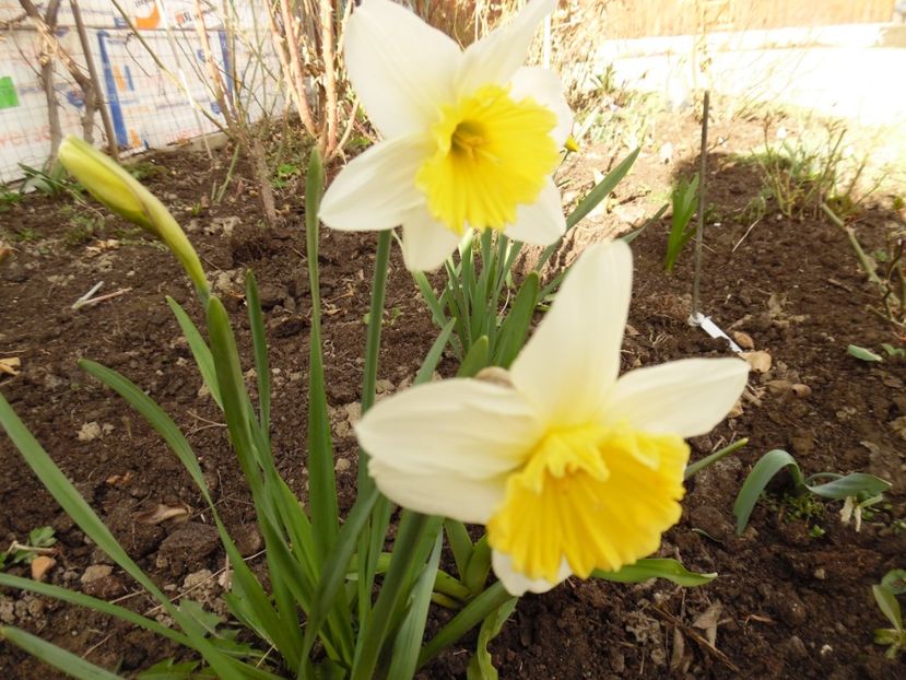  - 000 2017 primele flori