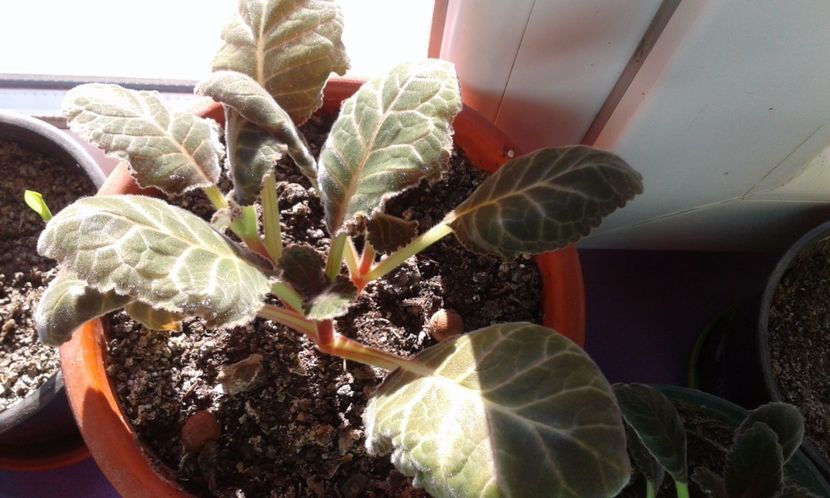 1490191750590-1079203626 - 2017