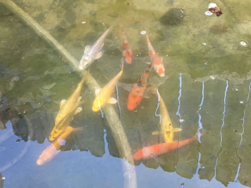  - Crap koi