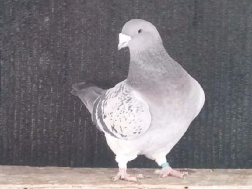 F 2015 - Porumbei standard vanduti