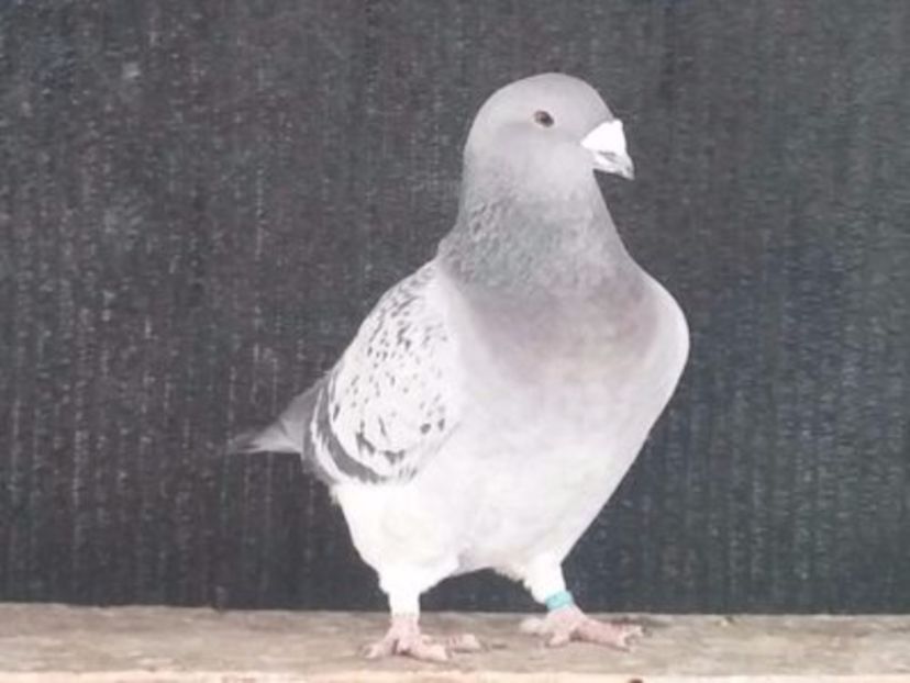  - Porumbei standard vanduti