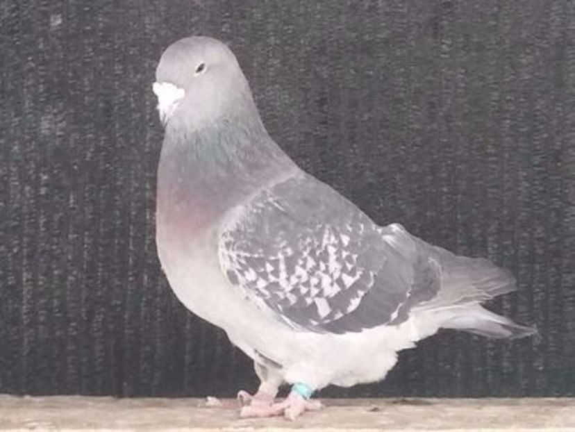  - Porumbei standard vanduti