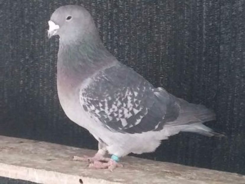  - Porumbei standard vanduti