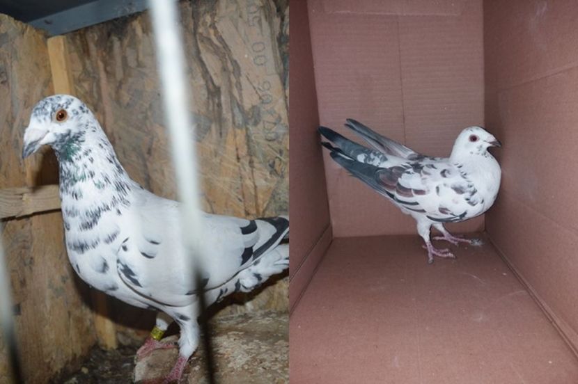 Parintii - Evolutie pui