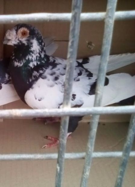  - Masculi Caranculati