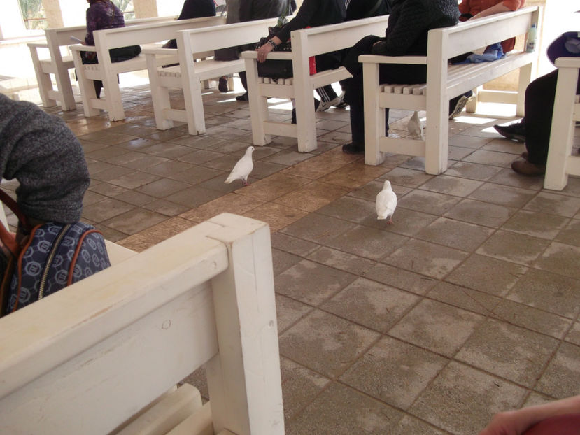 porumbei albi au sosit imediat - a treia zi de pelerinaj