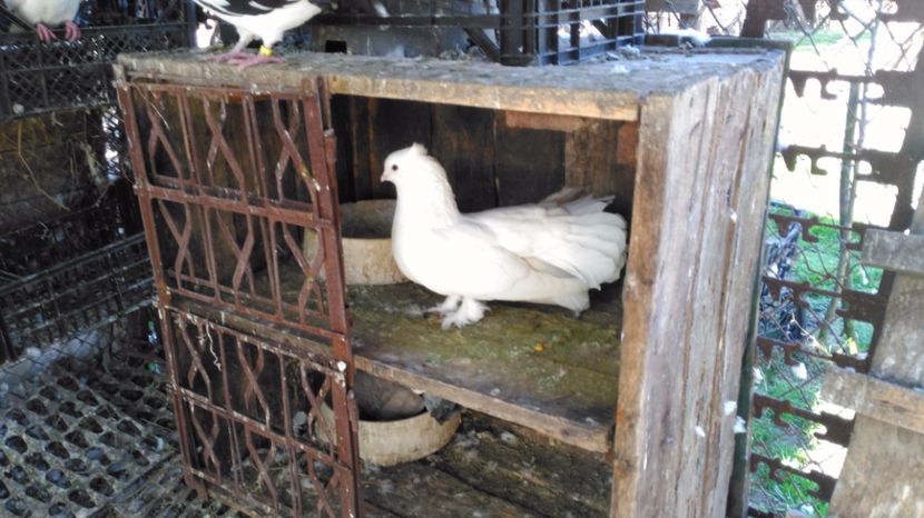 MASCUL 1 - PORUMBEI ROTATI INDIENI