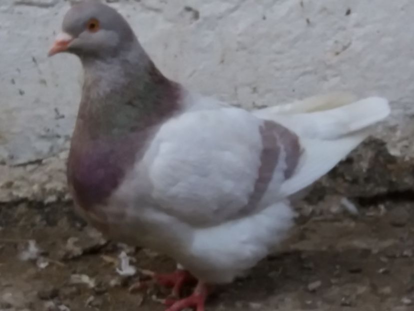 F-2015 vanduta - 7-TEXANI