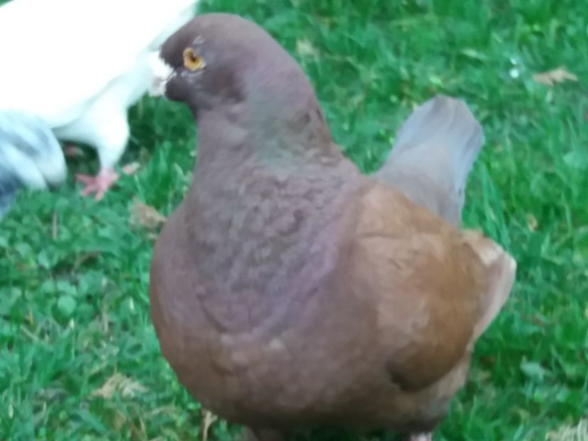 M-2014 - 2-AMERICAN GIANT HOMER