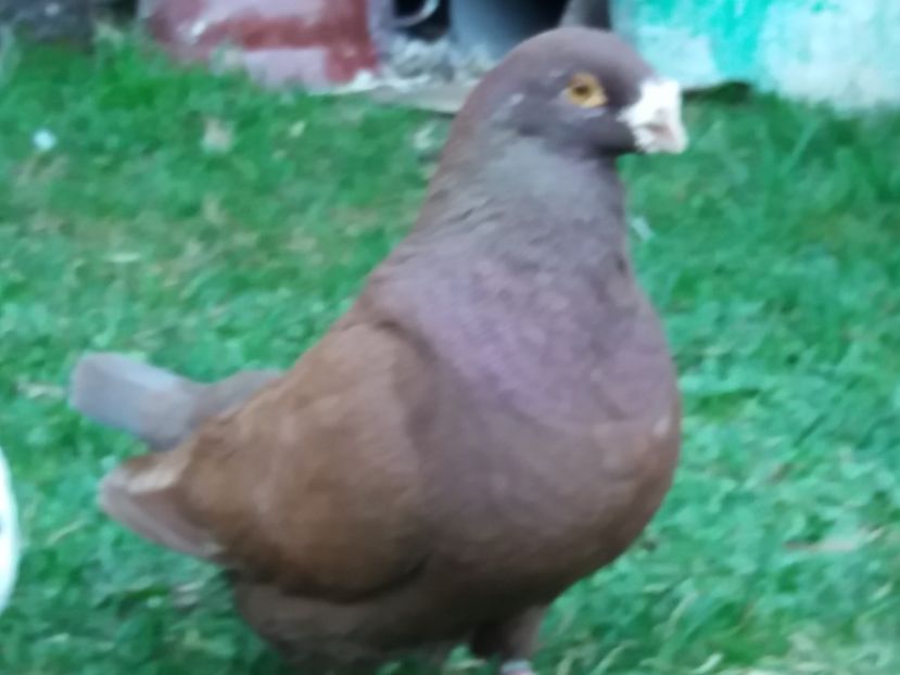 M-2014 - 2-AMERICAN GIANT HOMER