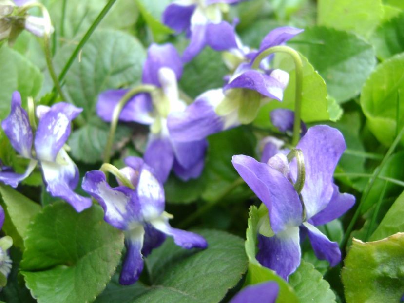 Viorele - Primavara 2017